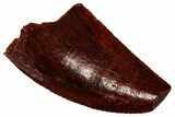 Serrated Raptor Tooth - Real Dinosaur Tooth #298269-1